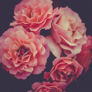 Meet your Posher, Isabelle